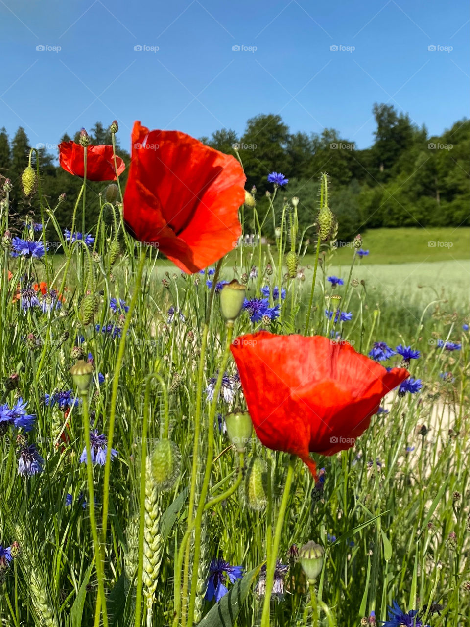 Mohn 