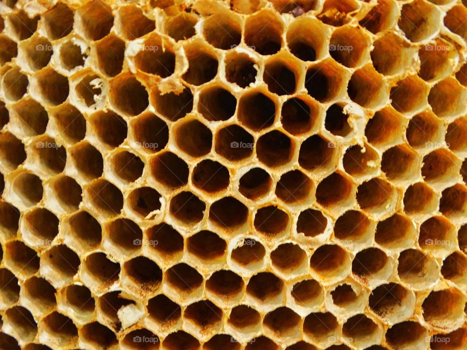 Natural Beehive Honeycomb 