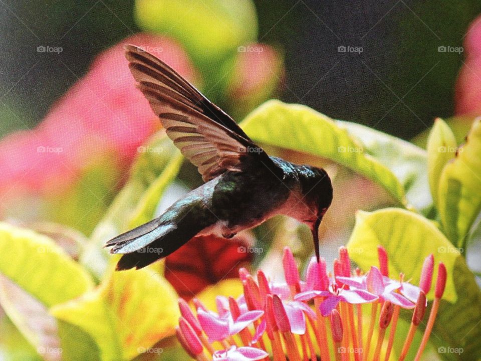 Flying hummingbird . Flying hummingbird feeding on flower nectar 