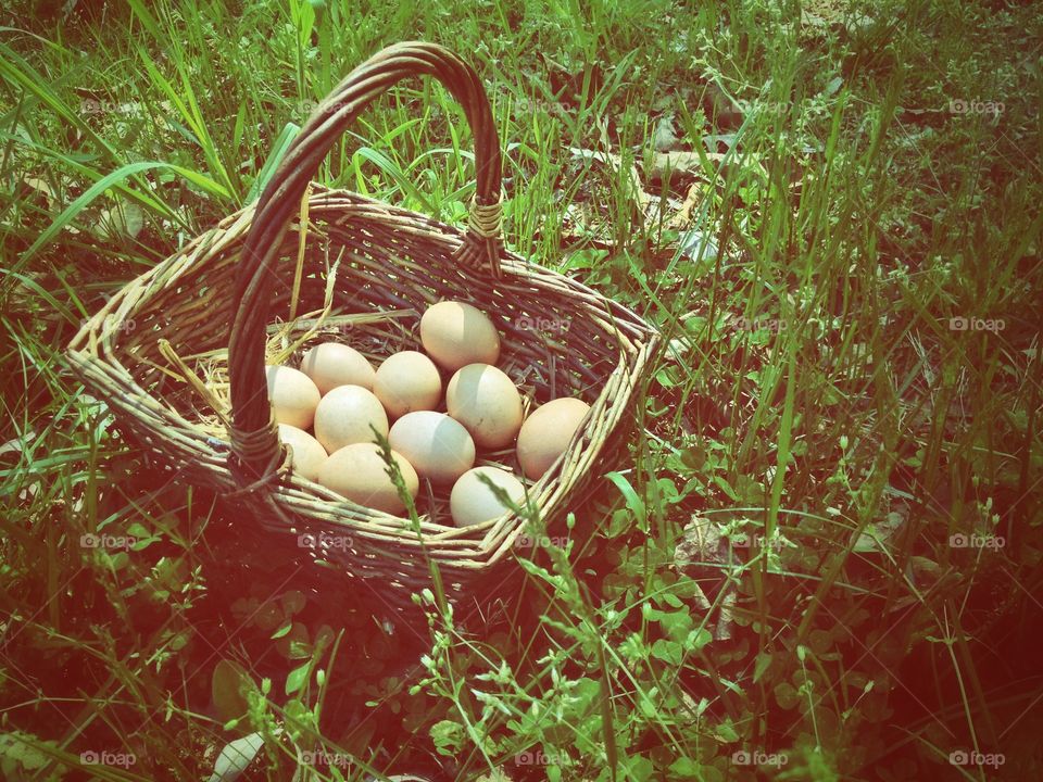 Gathering Eggs