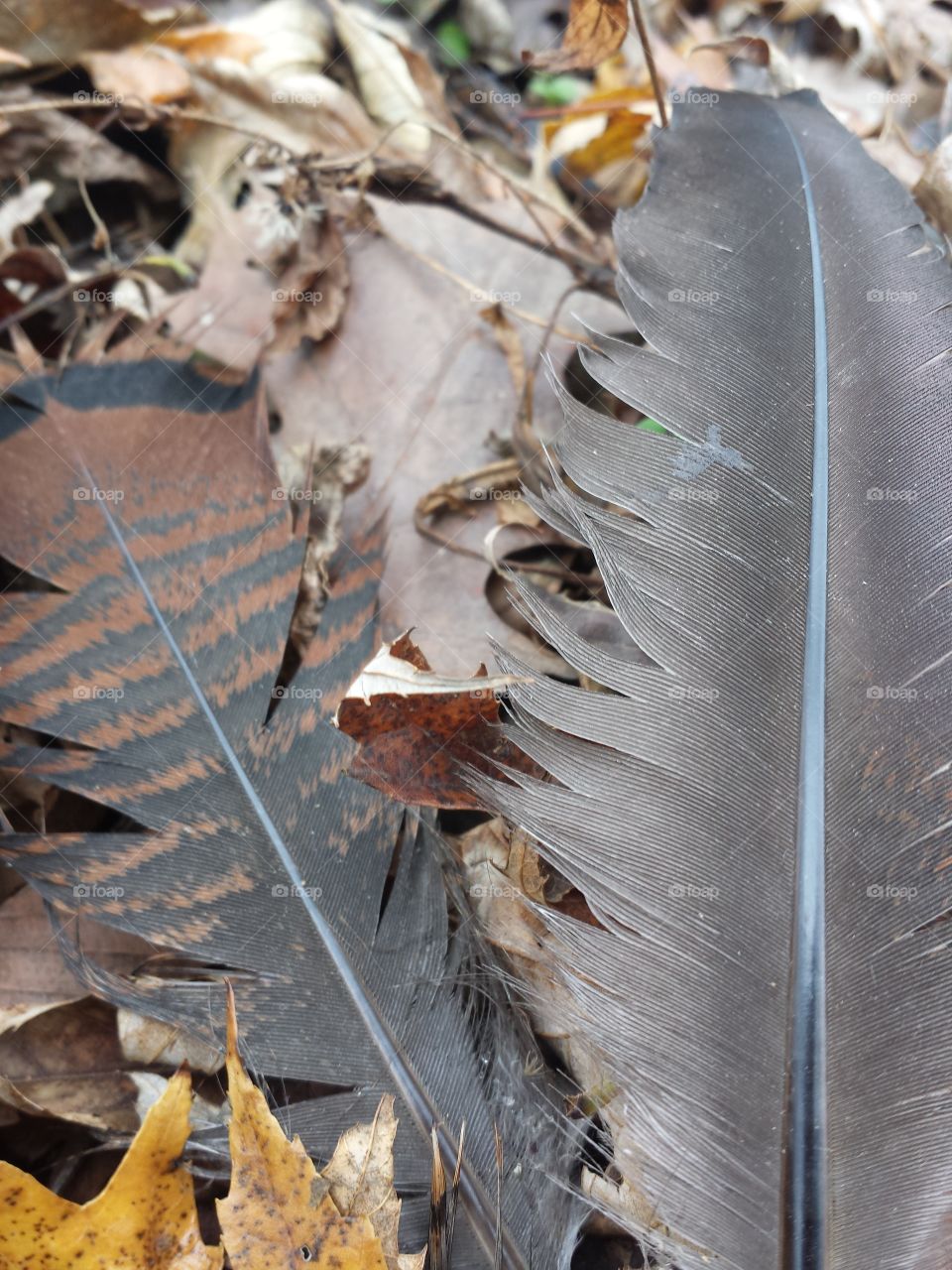 feathers and leaves