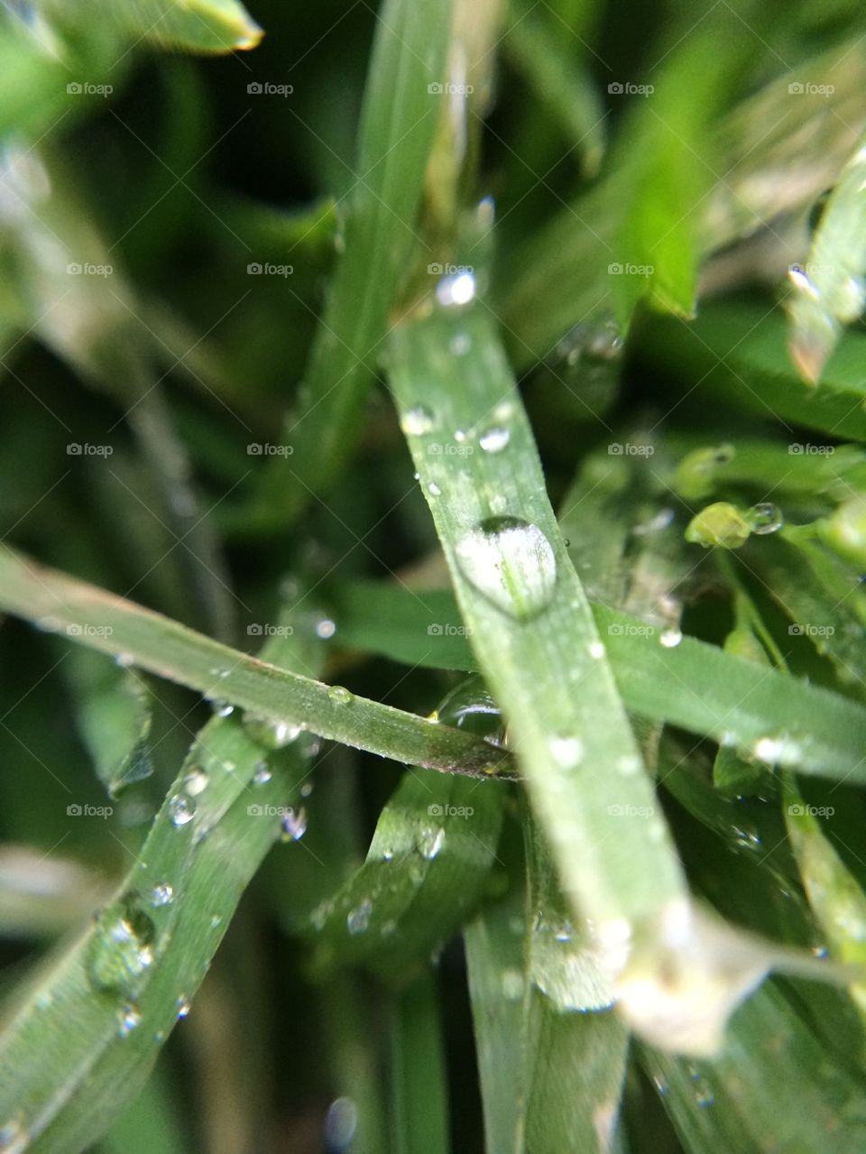 Water on the grass