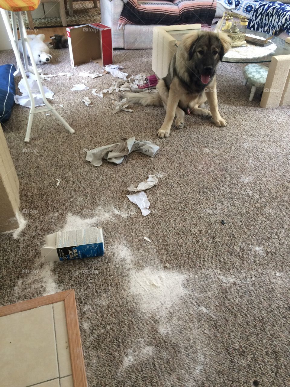 Naughty dog mess 