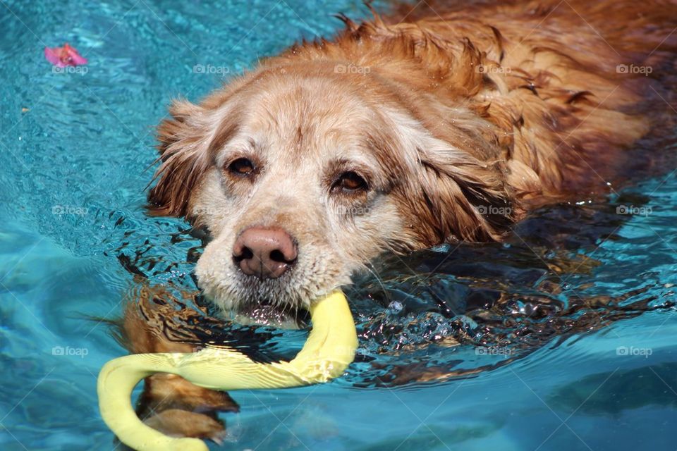 Swim, Marley, Swim!