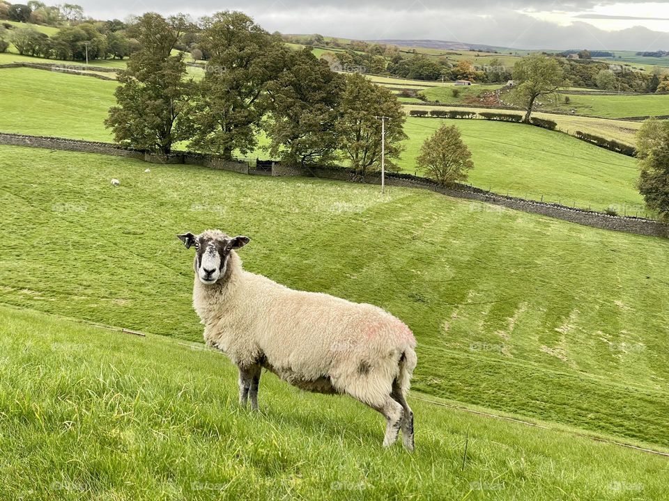 Very long backed sheep posing for me !