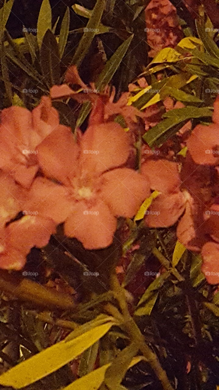 flowers in the night