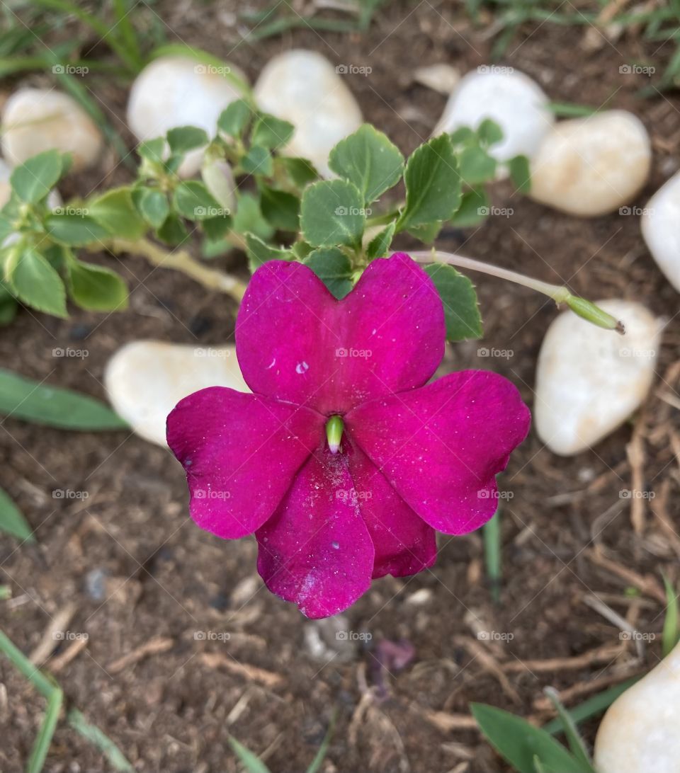 🌹 🇺🇸 Very beautiful flowers to brighten our day.  Live nature and its beauty. Did you like the delicate petals? / 🇧🇷 Flores muito bonitas para alegrar nosso dia. Viva a natureza e sua beleza. Gostaram das pétalas delicadas? 