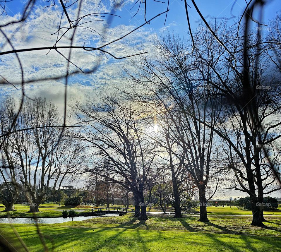 bare trees in winter on a green countryside