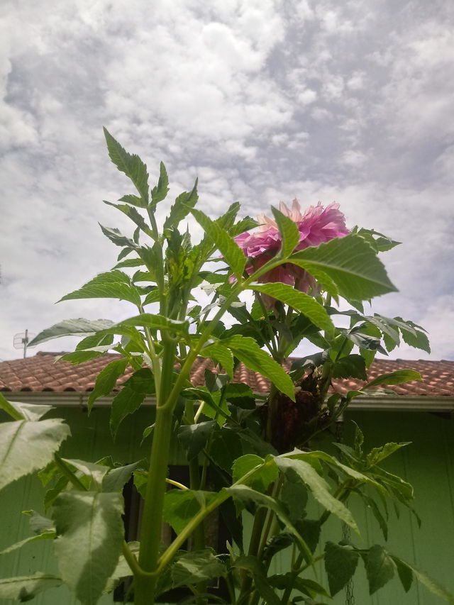 FLOWERS, NATURE, GARDEN, DAHLIA.