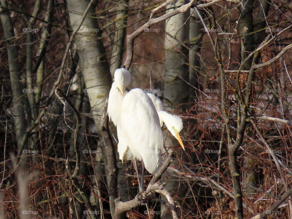 White herons on a tree