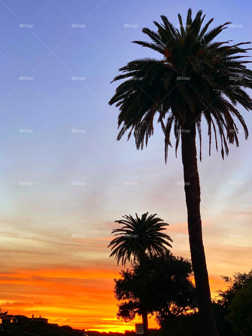 Towering Palms at sunset