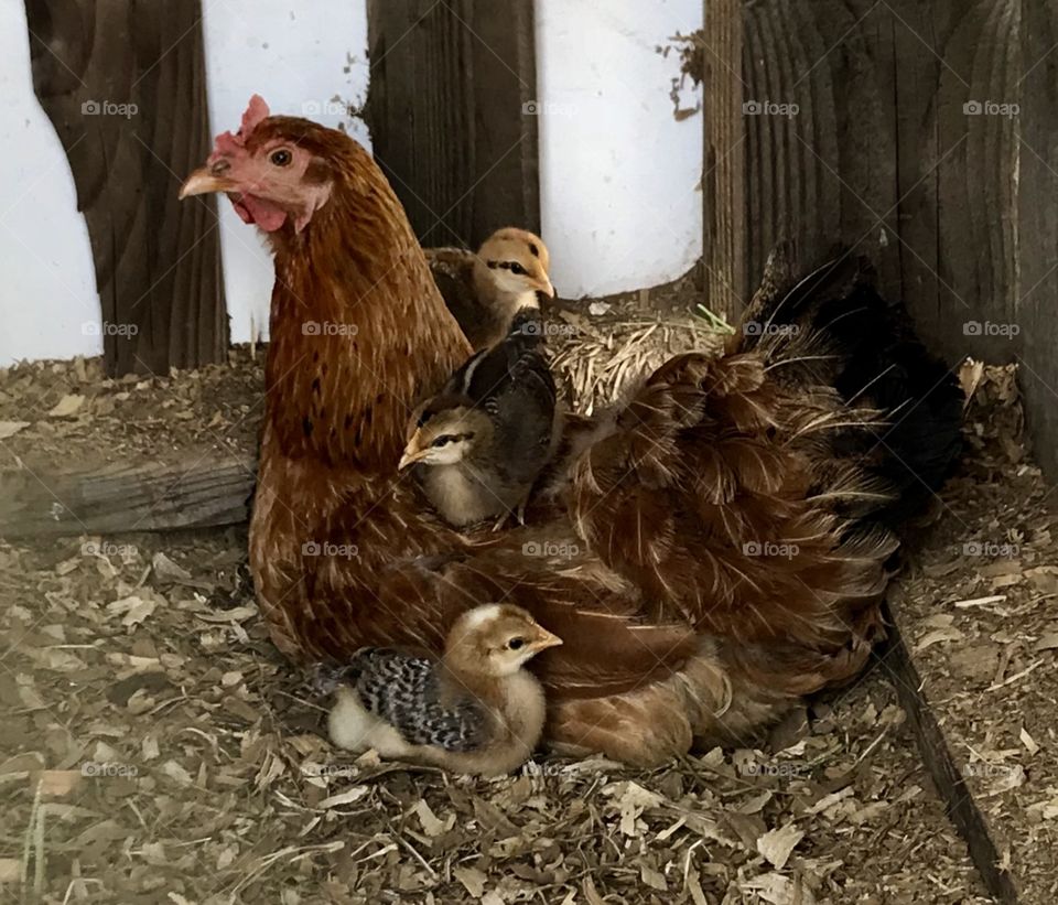 Biscuit the Chicken is a Good Mother. The animal kingdom also has babies that want to climb on their mothers. Mama Hen is patient and tolerant of her chicks.