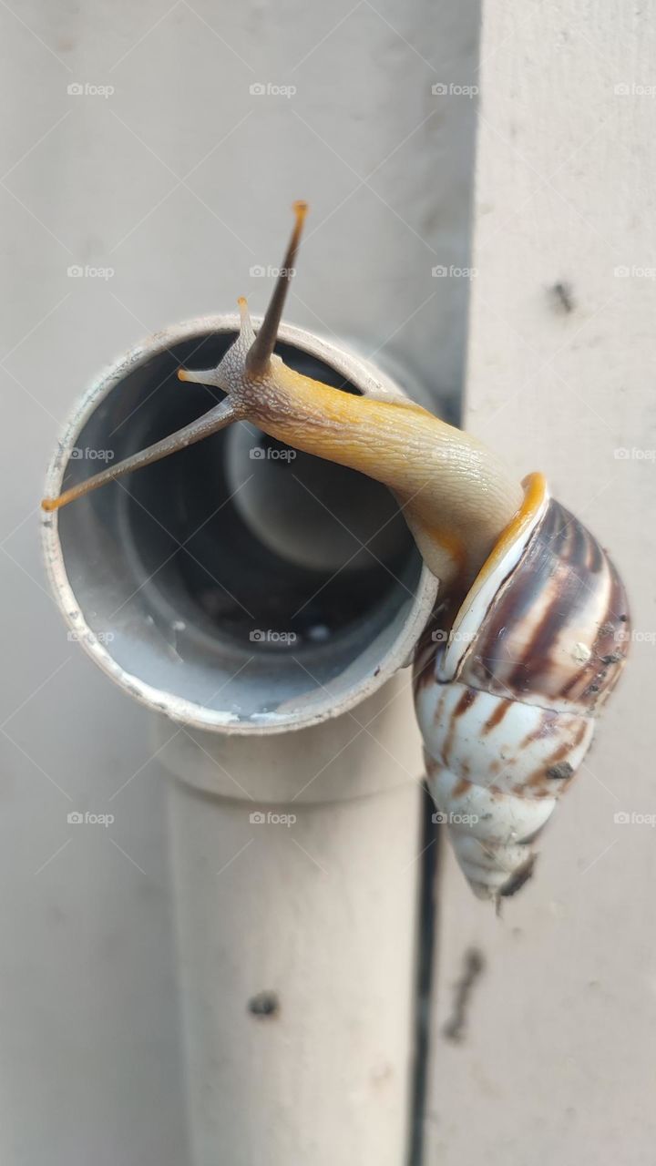 Snail crawling on the wall