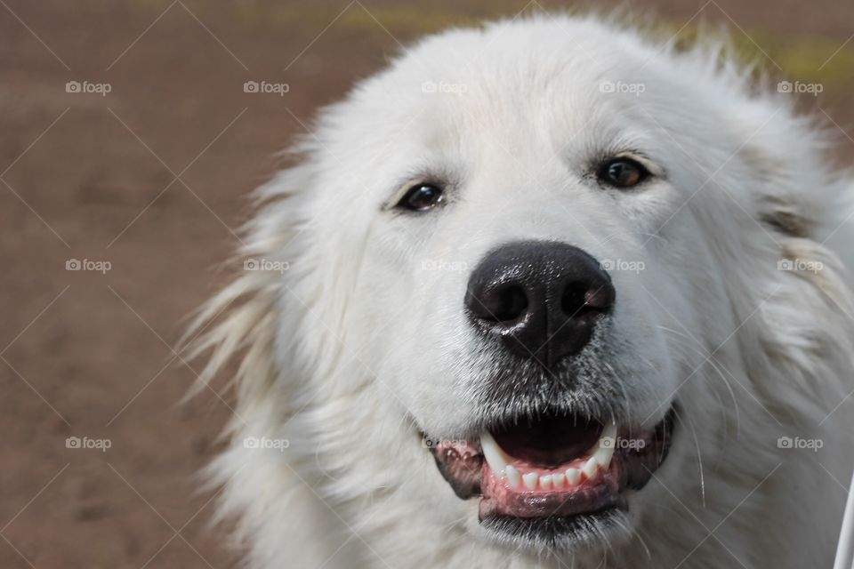 A Maremma sheepdog, happy to make new friends. 