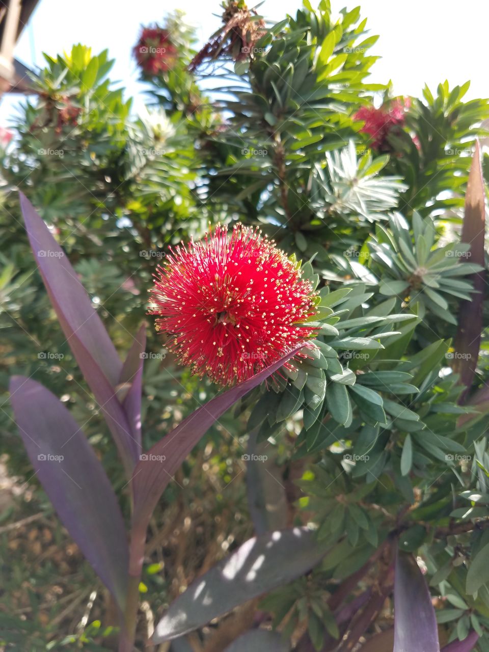 pin cushion flower