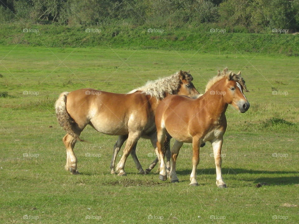 Closeup of horses standing on grass