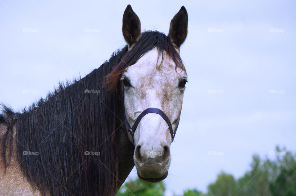 horses