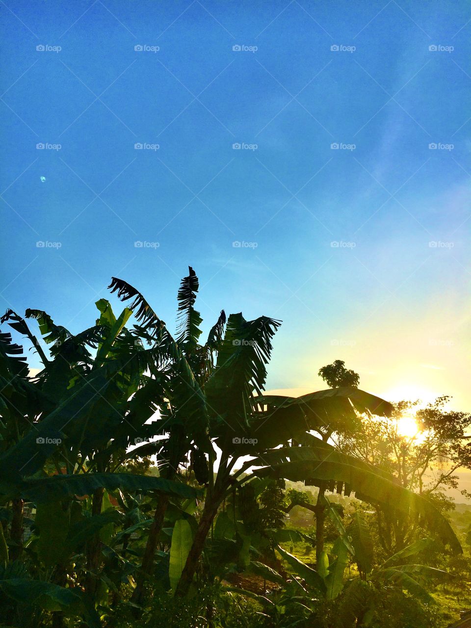 Sunset in the bananas 