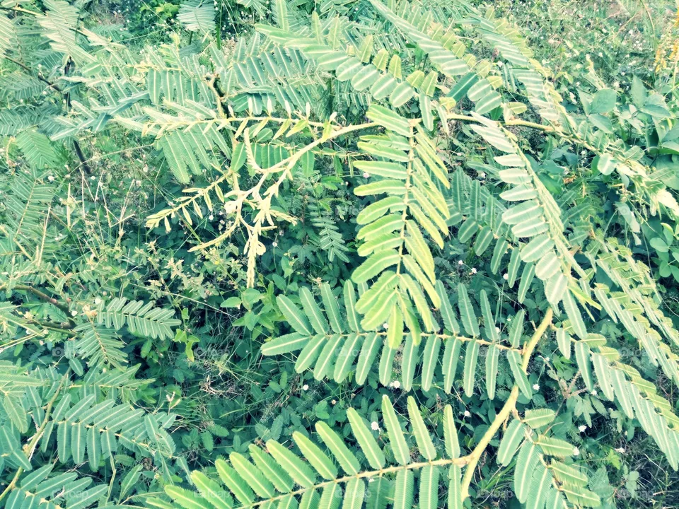 Leaf