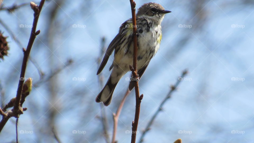 Immature yellow rumped warbler