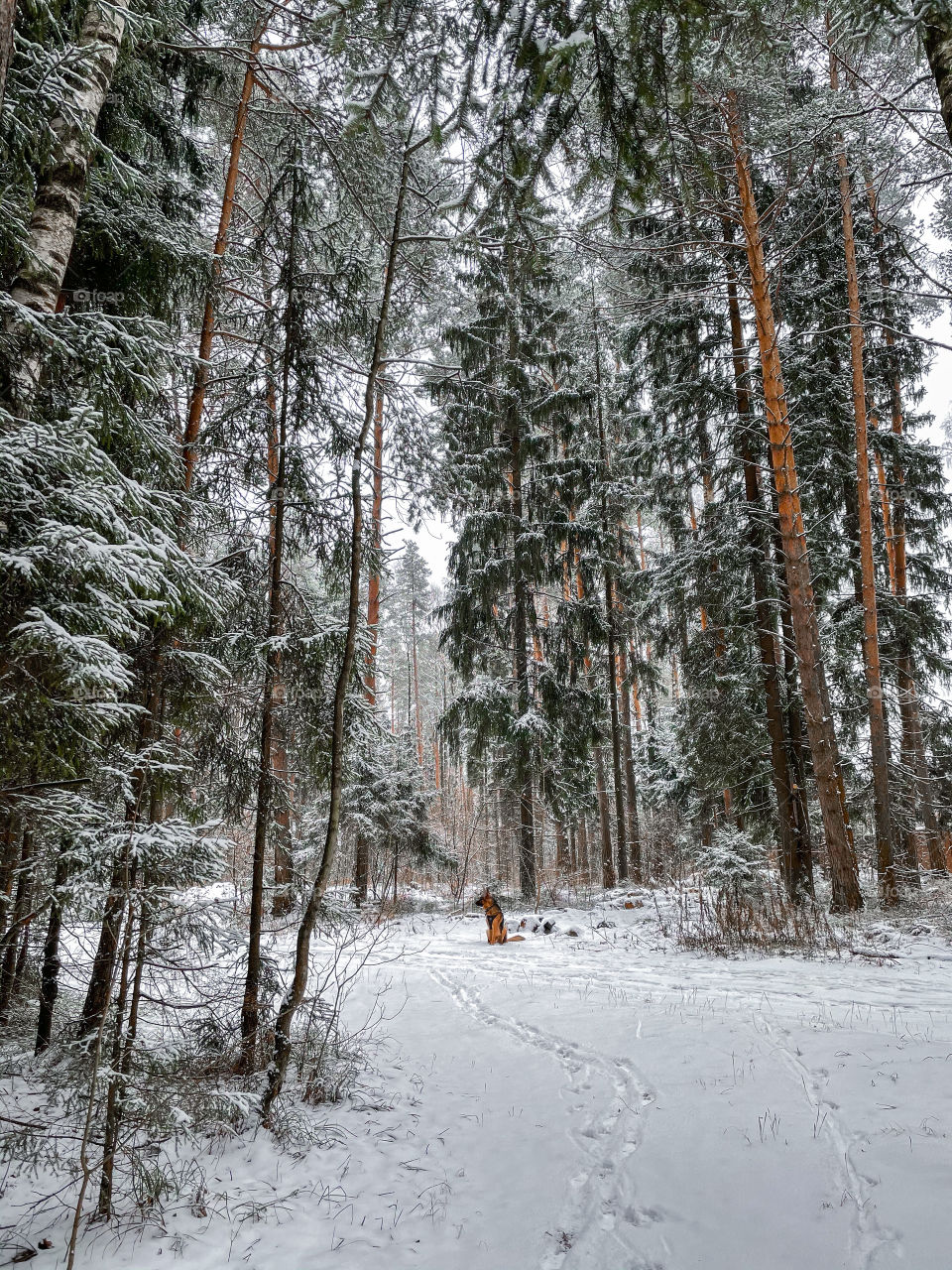 Winter landscape with forest in cloudy December day 