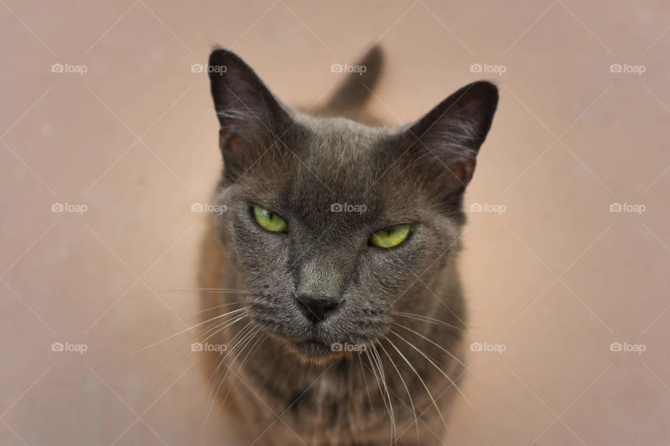 very hungry gray cat with green eyes and a serious attitude looking up at the camera