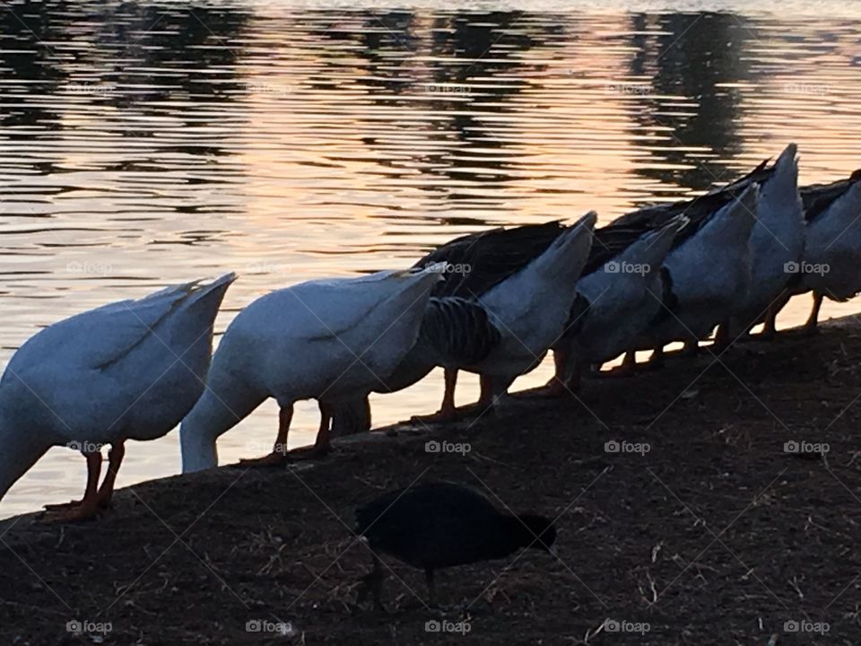 Tail feathers