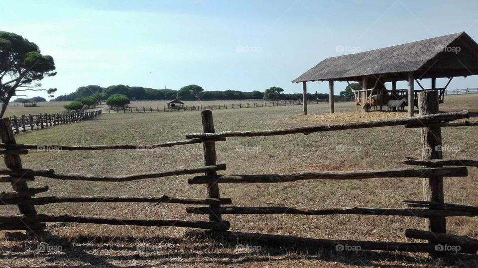 meadow in the national park Brioni Croatia