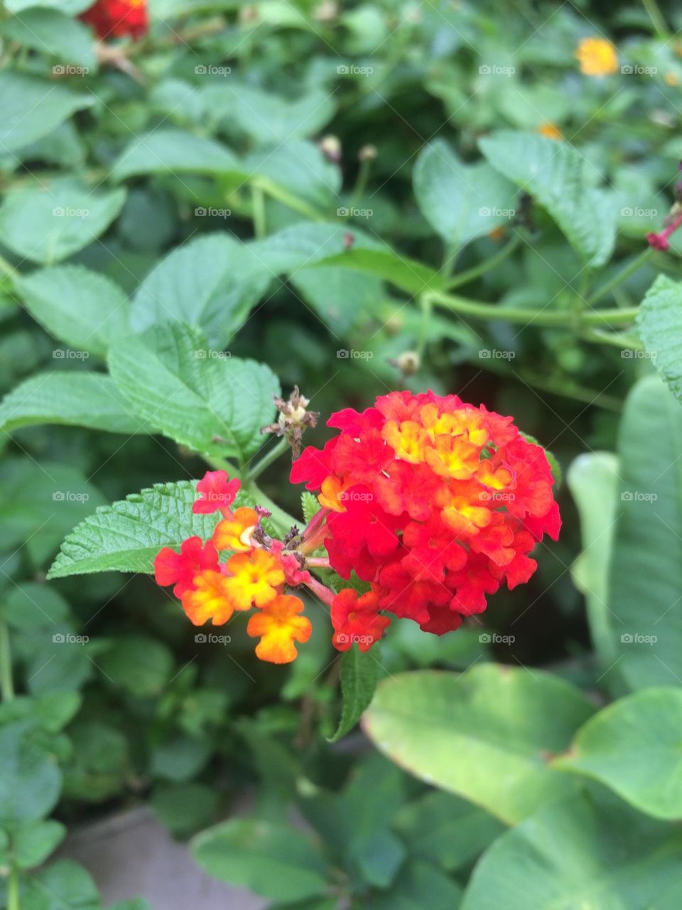 Red & Orange Bloom