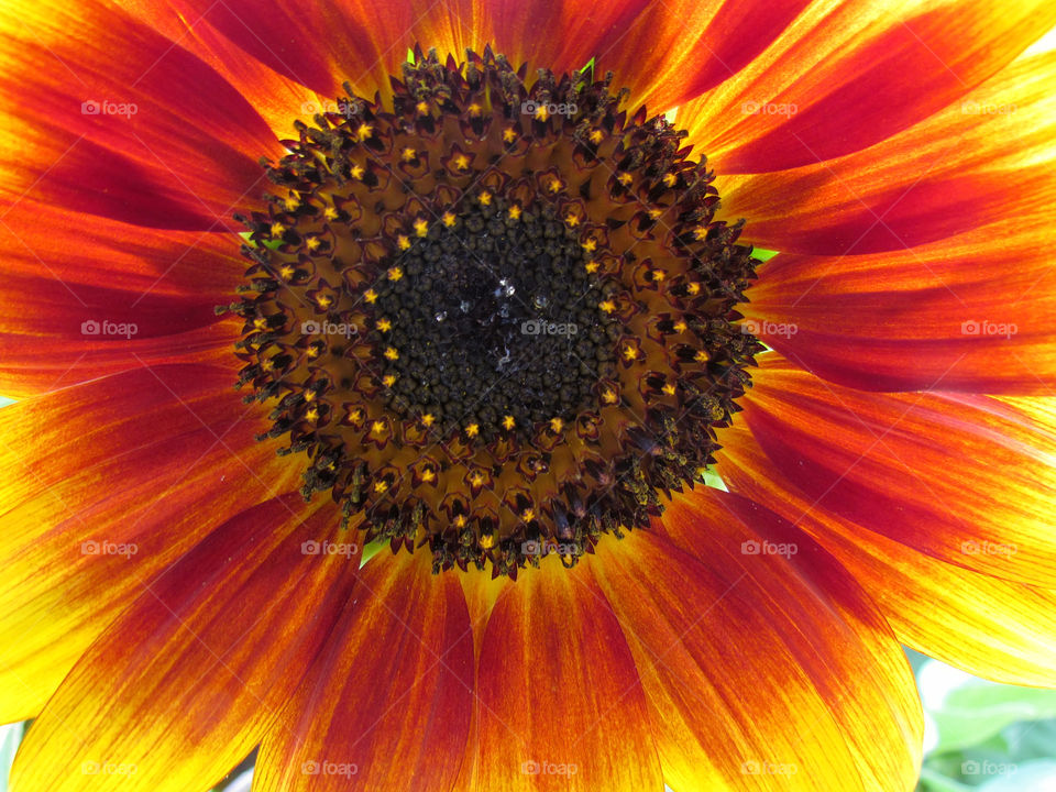 Sunflower - Sun Flower