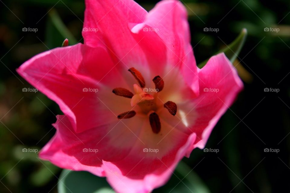 Pink Tulip