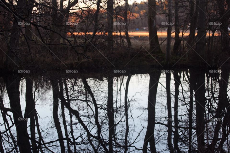 Tree trunks reflecting in water