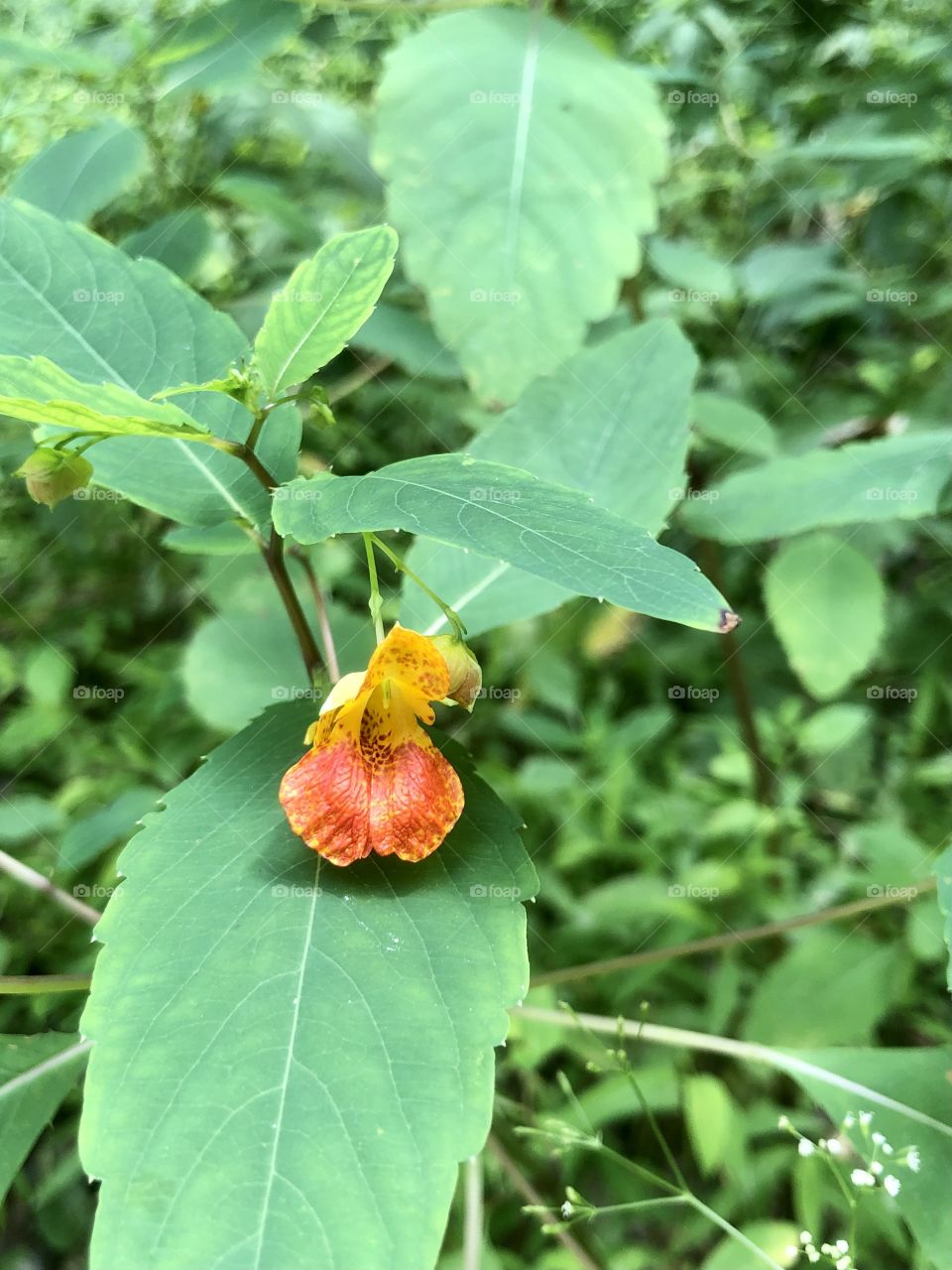 Closeup of pretty blooming plant near river