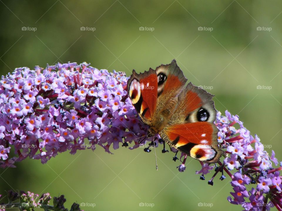 Butterfly on buddleja flower