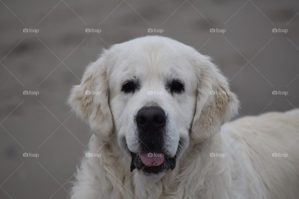 La felicidad de un perro