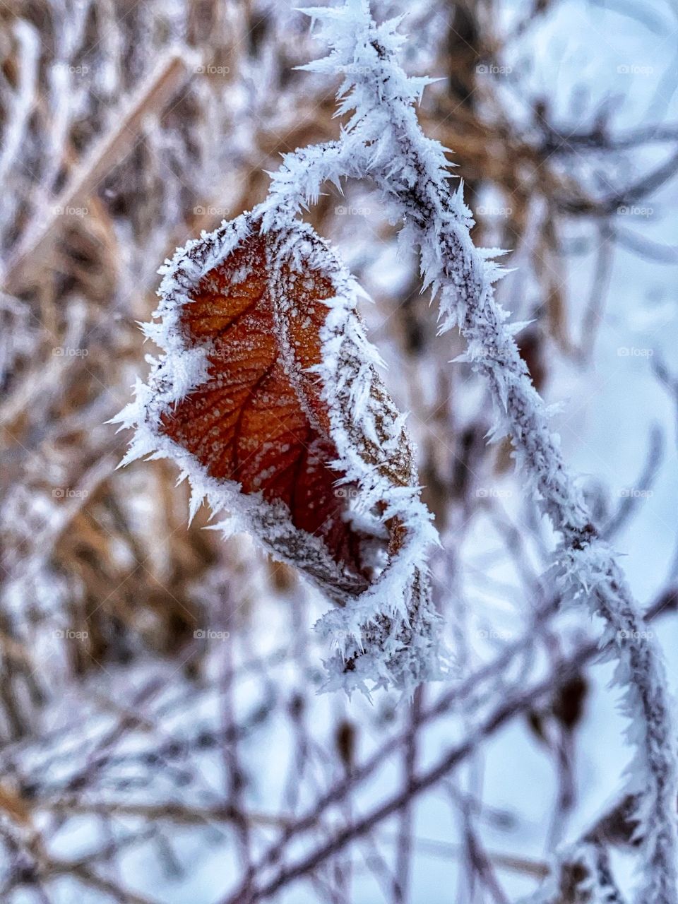 Frost covered leaf 