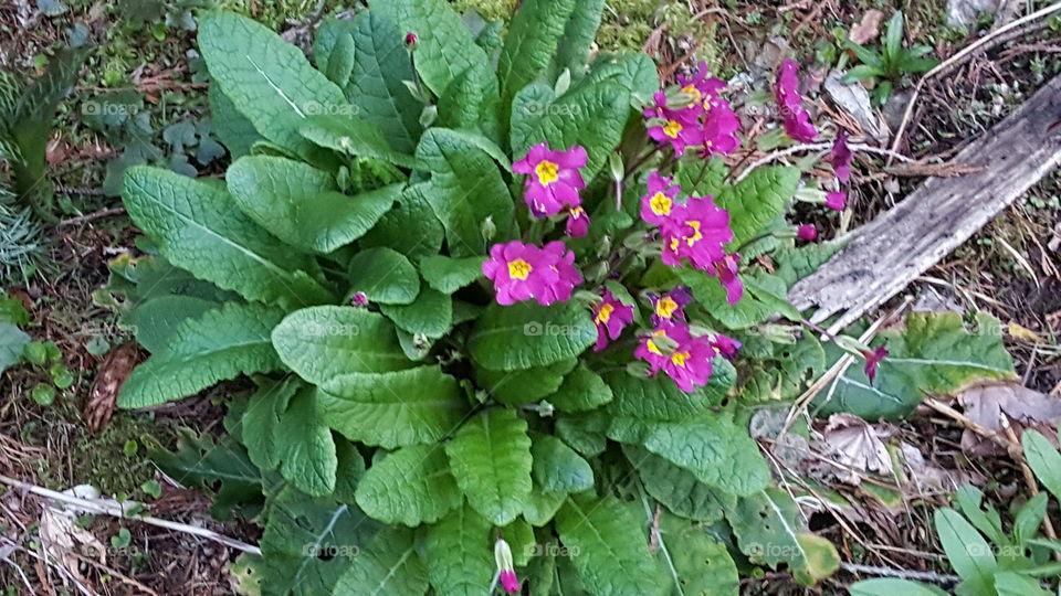 pink flowers