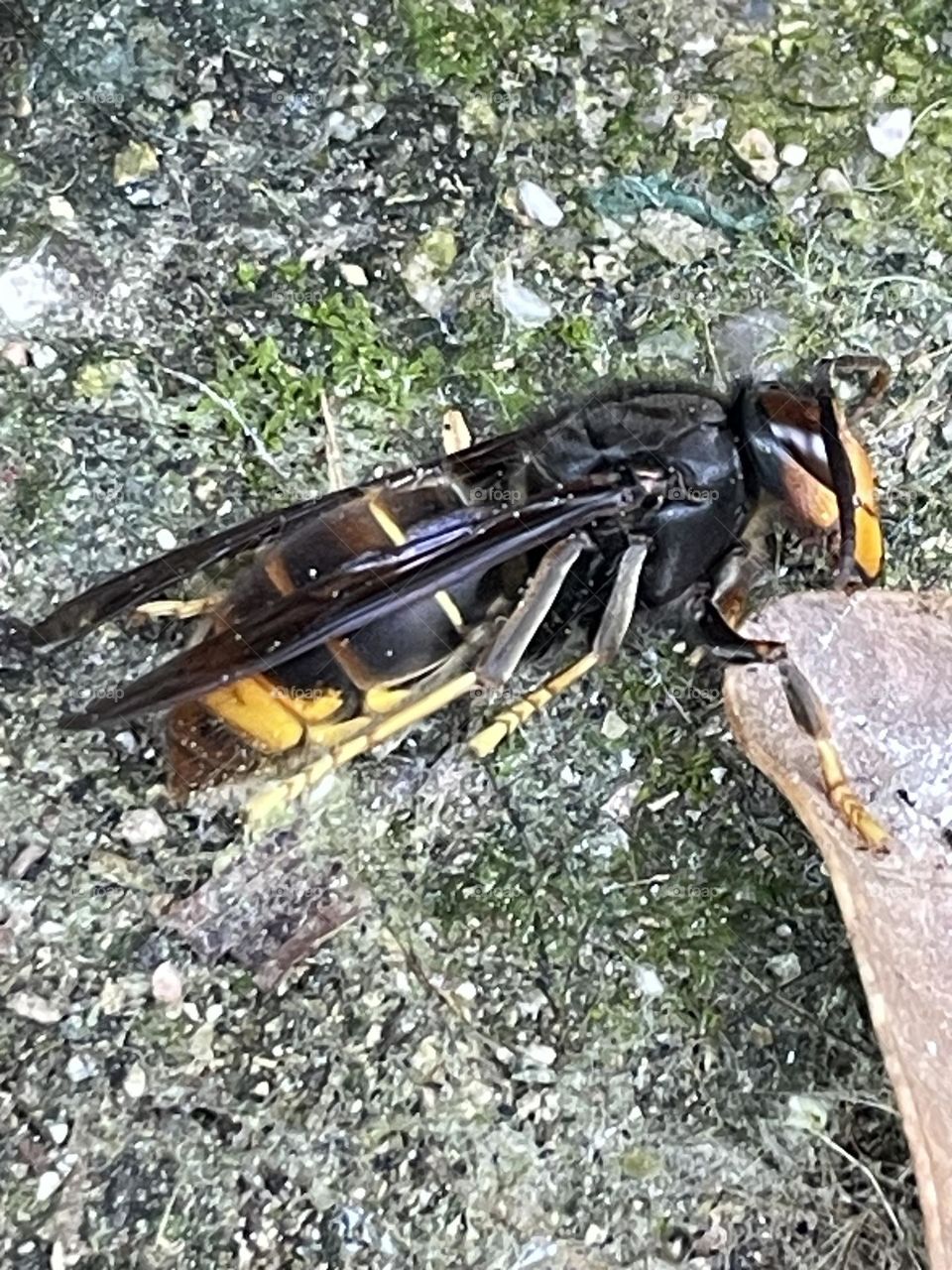 Vespa asiática- Poderosa e perigosa.