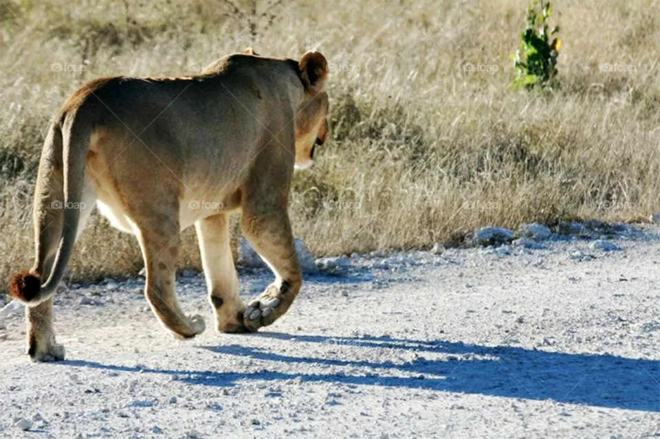 lion