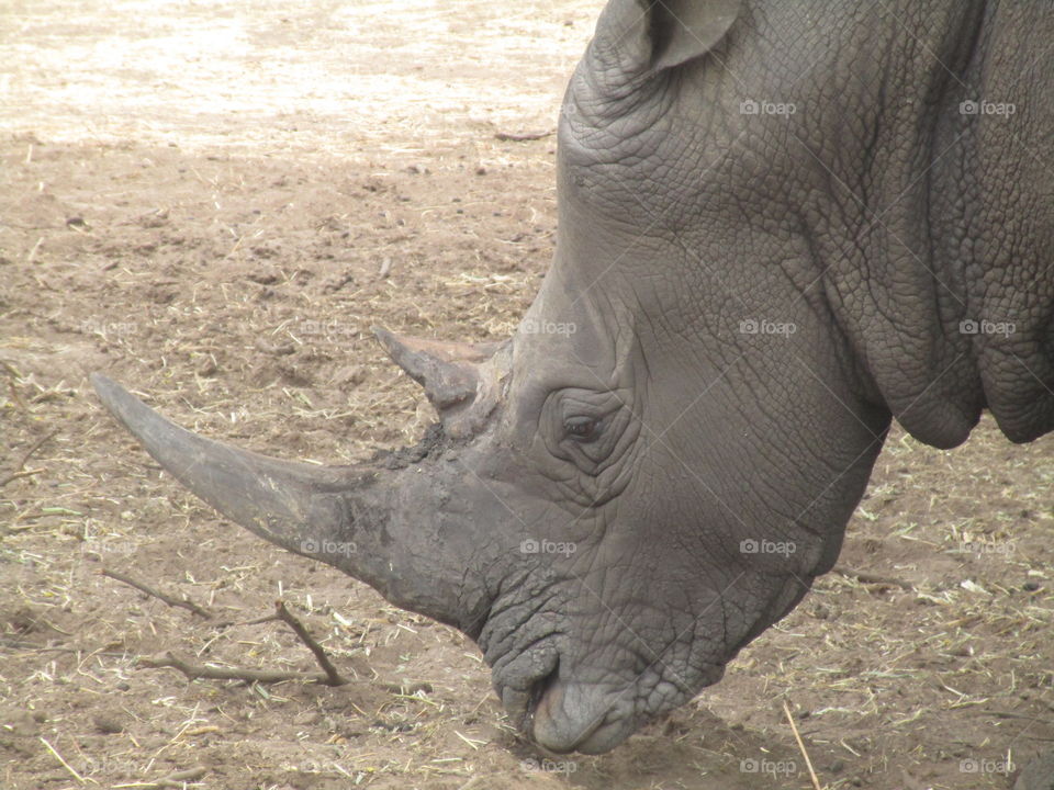 Black rhinoceros eating
