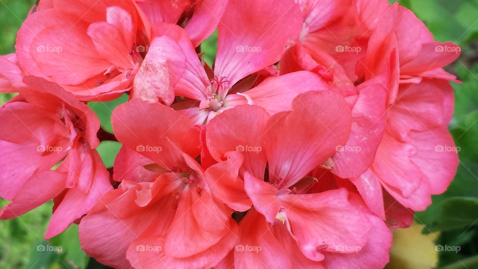 Macro shots of a geranium flowers