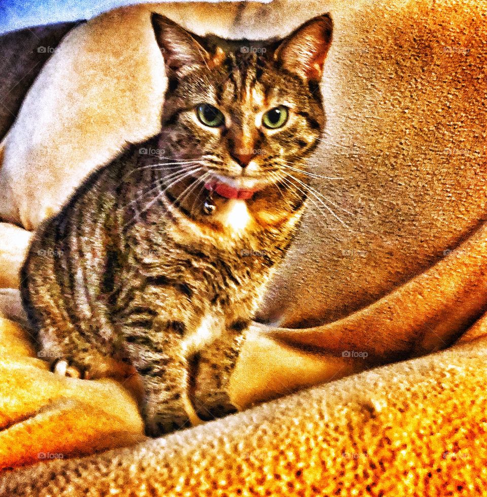 Posing tabby cat my Allie cat 💕
