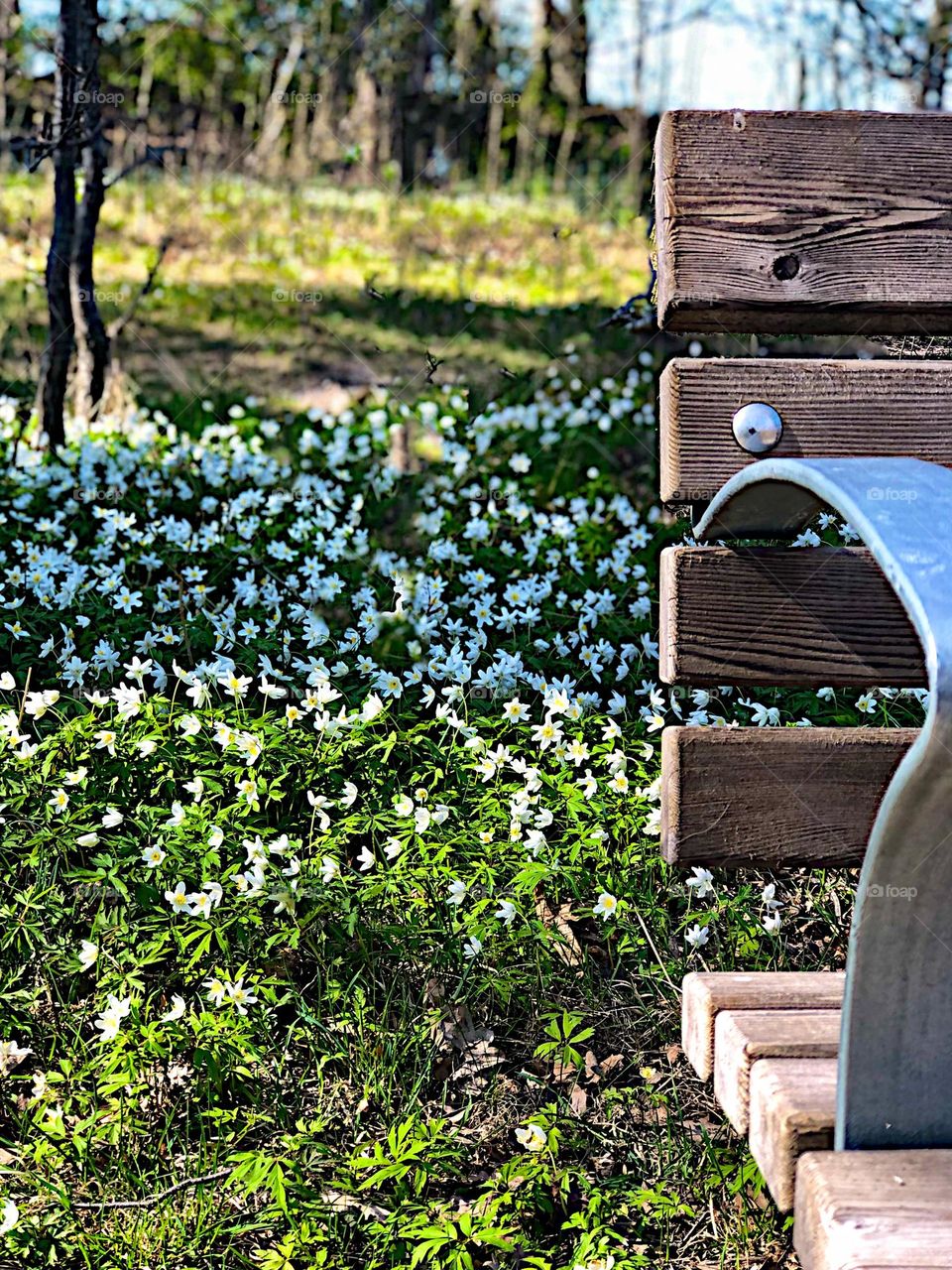 Beautiful spring flowers behind the park bench 