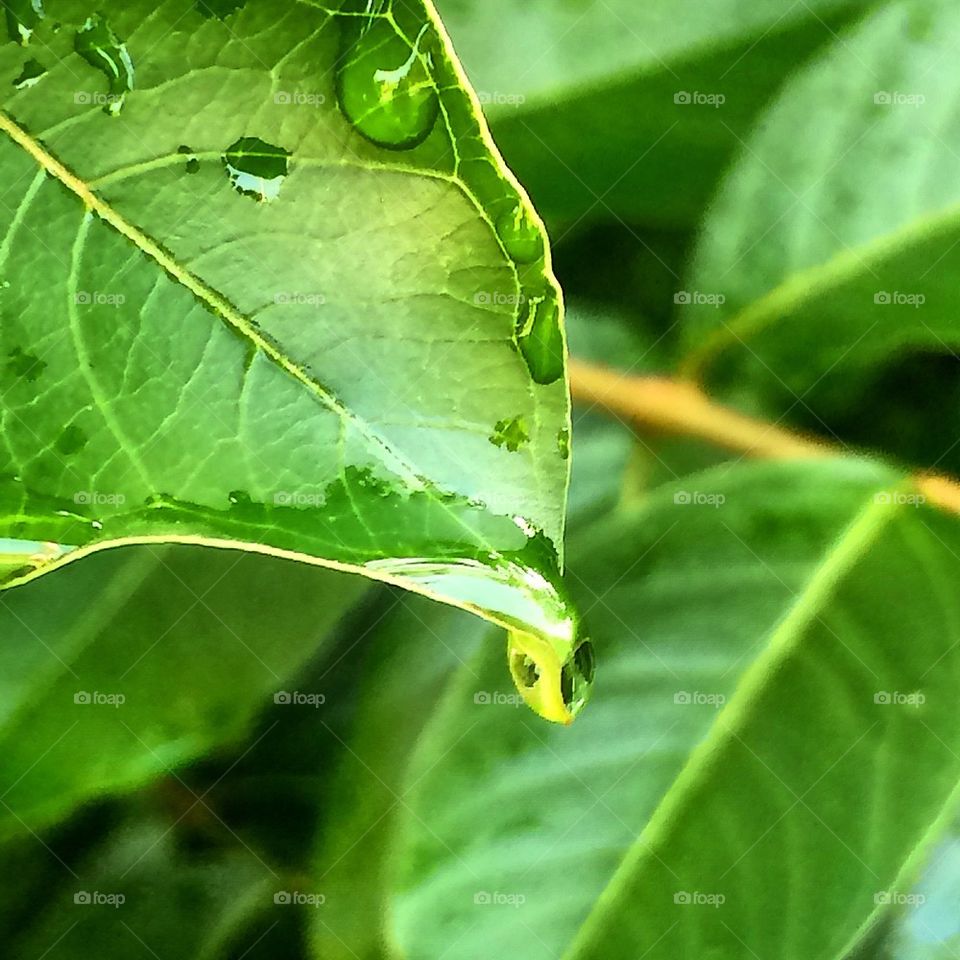 Raindrop on Leaf