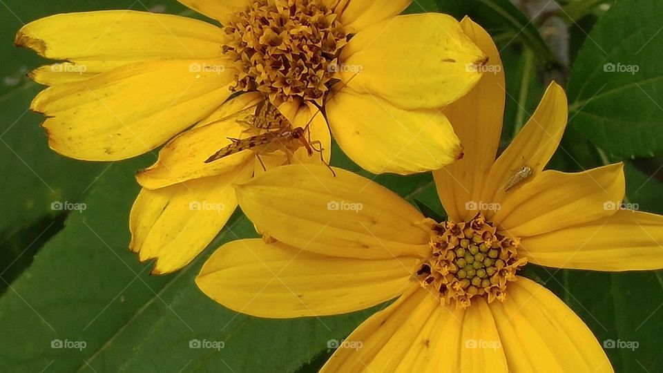 Flora and Tiny Fauna