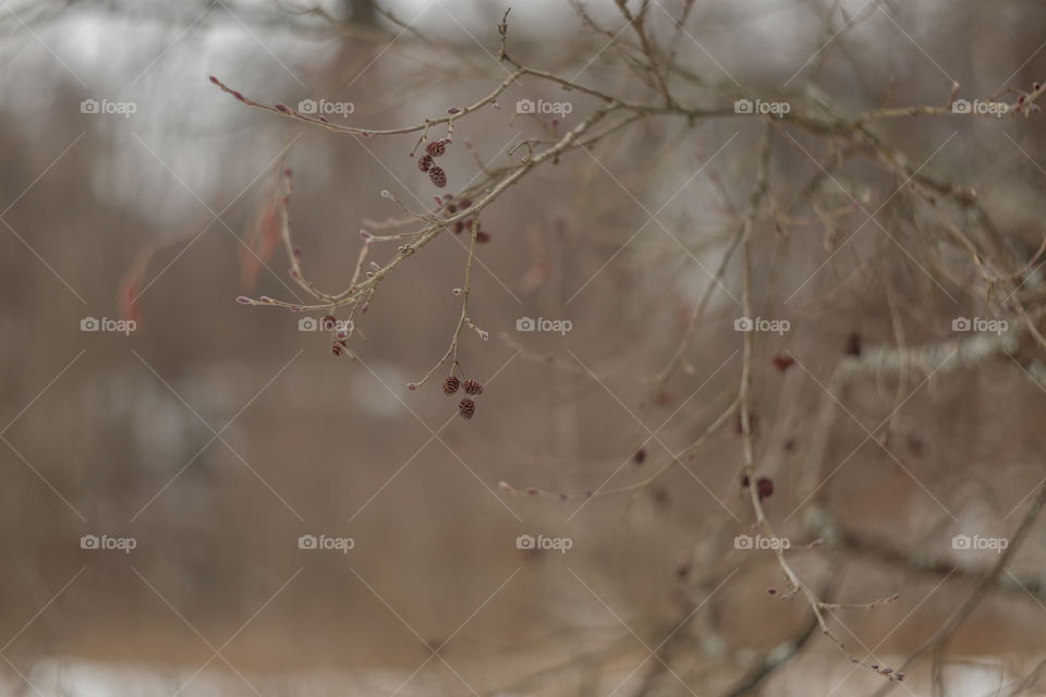 Nature forest details by manual Helios lens