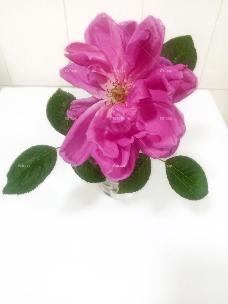 Pink Rose in a Vase