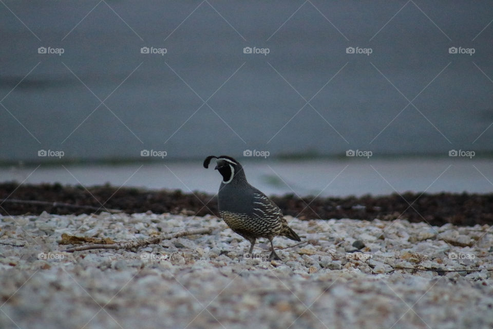 Male quail