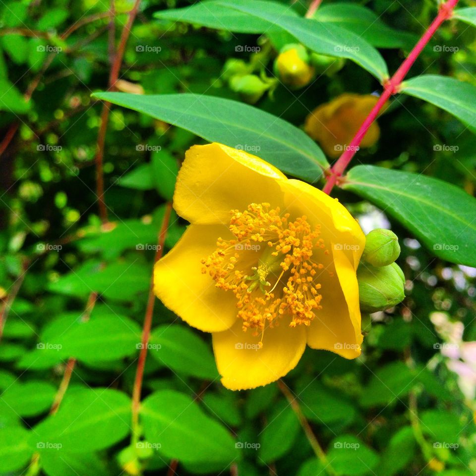 Yellow Flower. Yellow Flowers in Japan