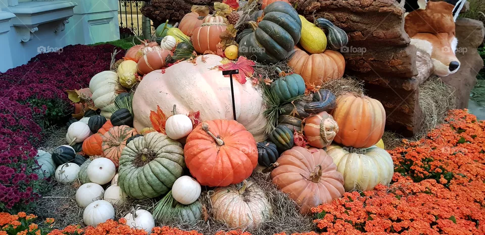 Bumper harvest